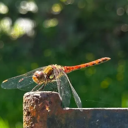 Δωμάτια σε οικογενειακή κατοικία Sechoir_28 *